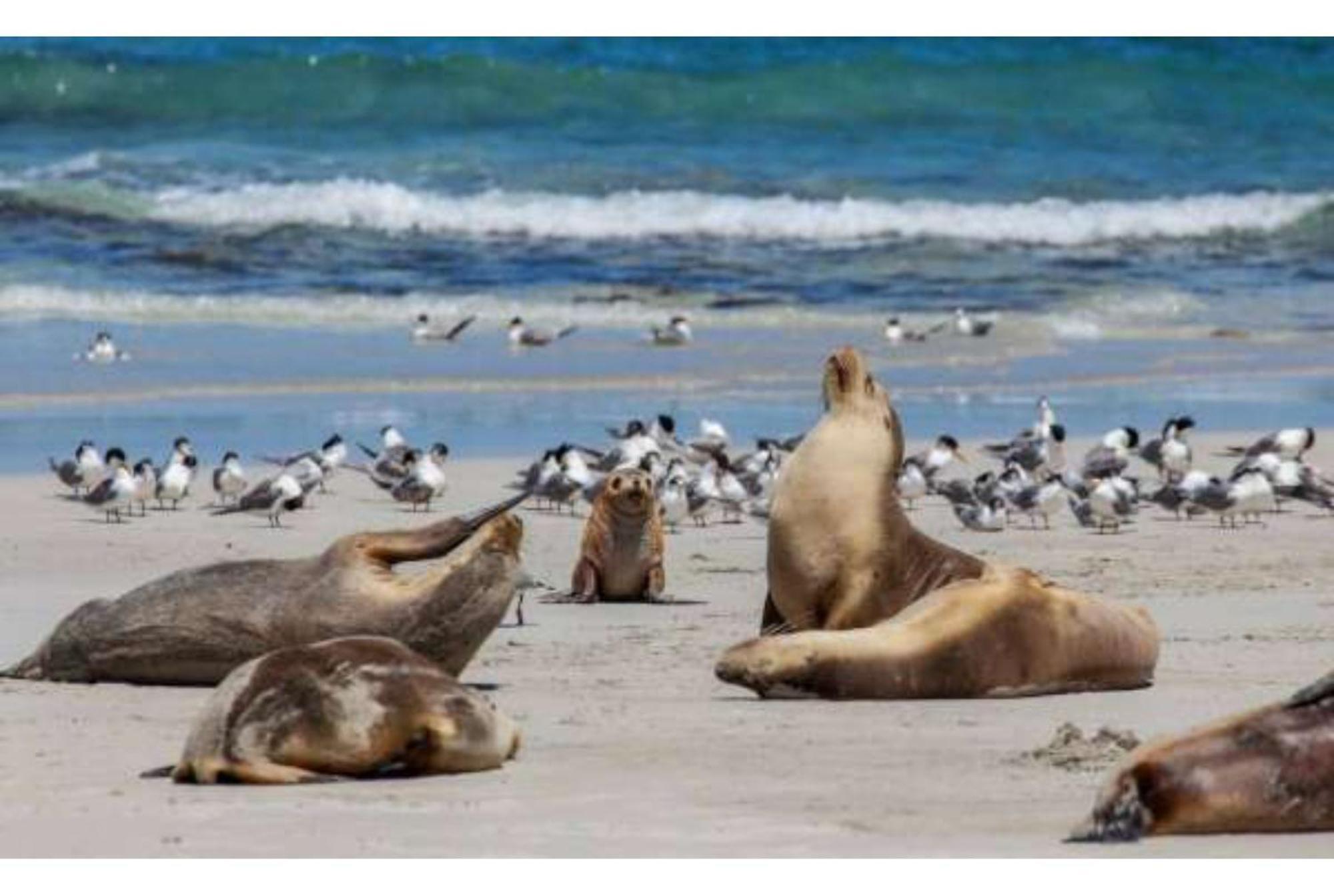 Discovery Parks - Kangaroo Island Flinders Chase Dış mekan fotoğraf