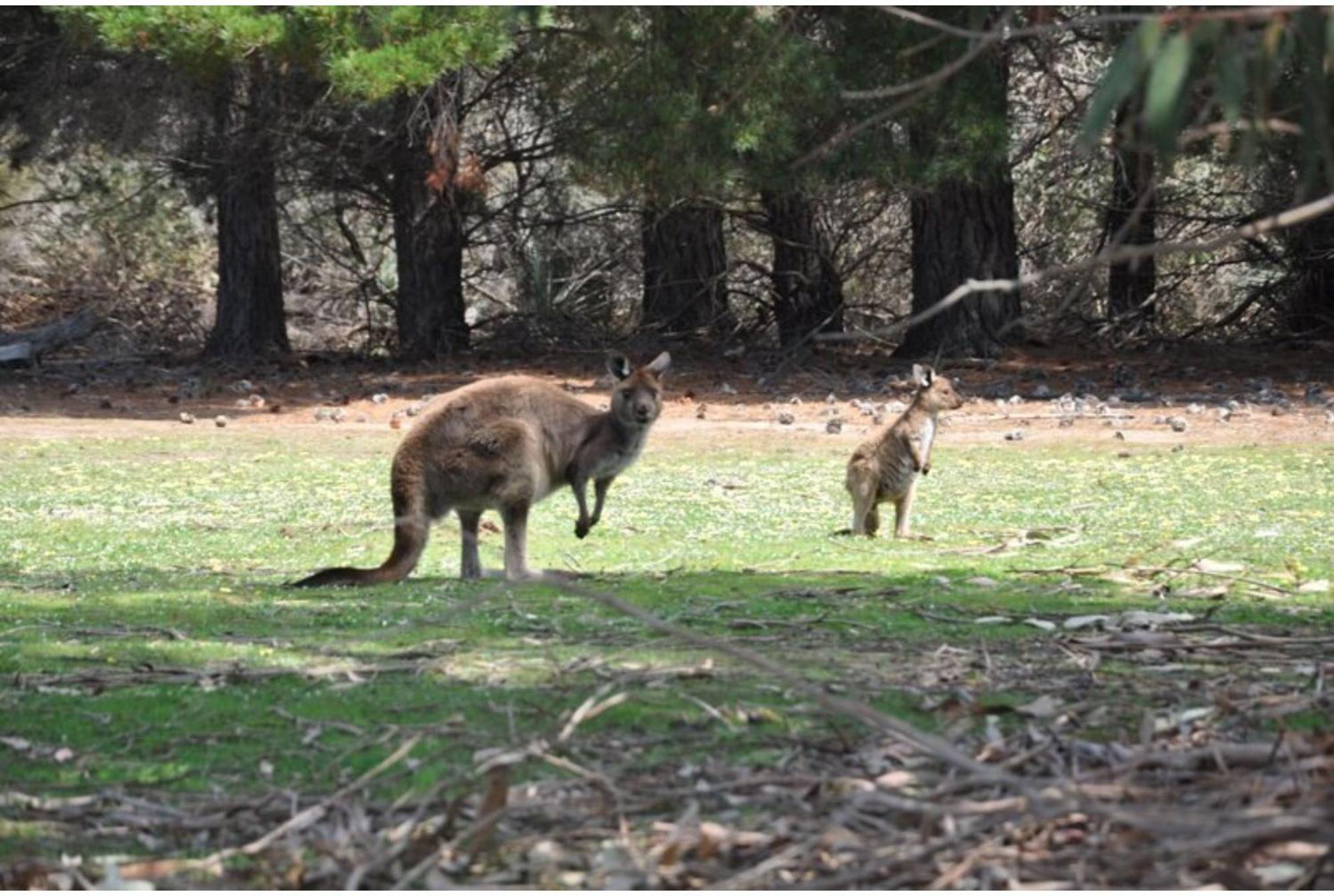 Discovery Parks - Kangaroo Island Flinders Chase Dış mekan fotoğraf